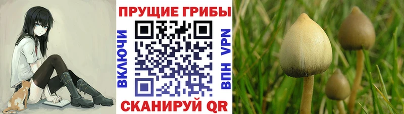 Псилоцибиновые грибы Psilocybe  Березники 